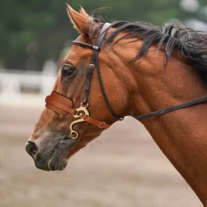 Horse Bit Bridle Hackamore Brown English Western Nose Curb Chain Padded Adjustable Horse Equipment