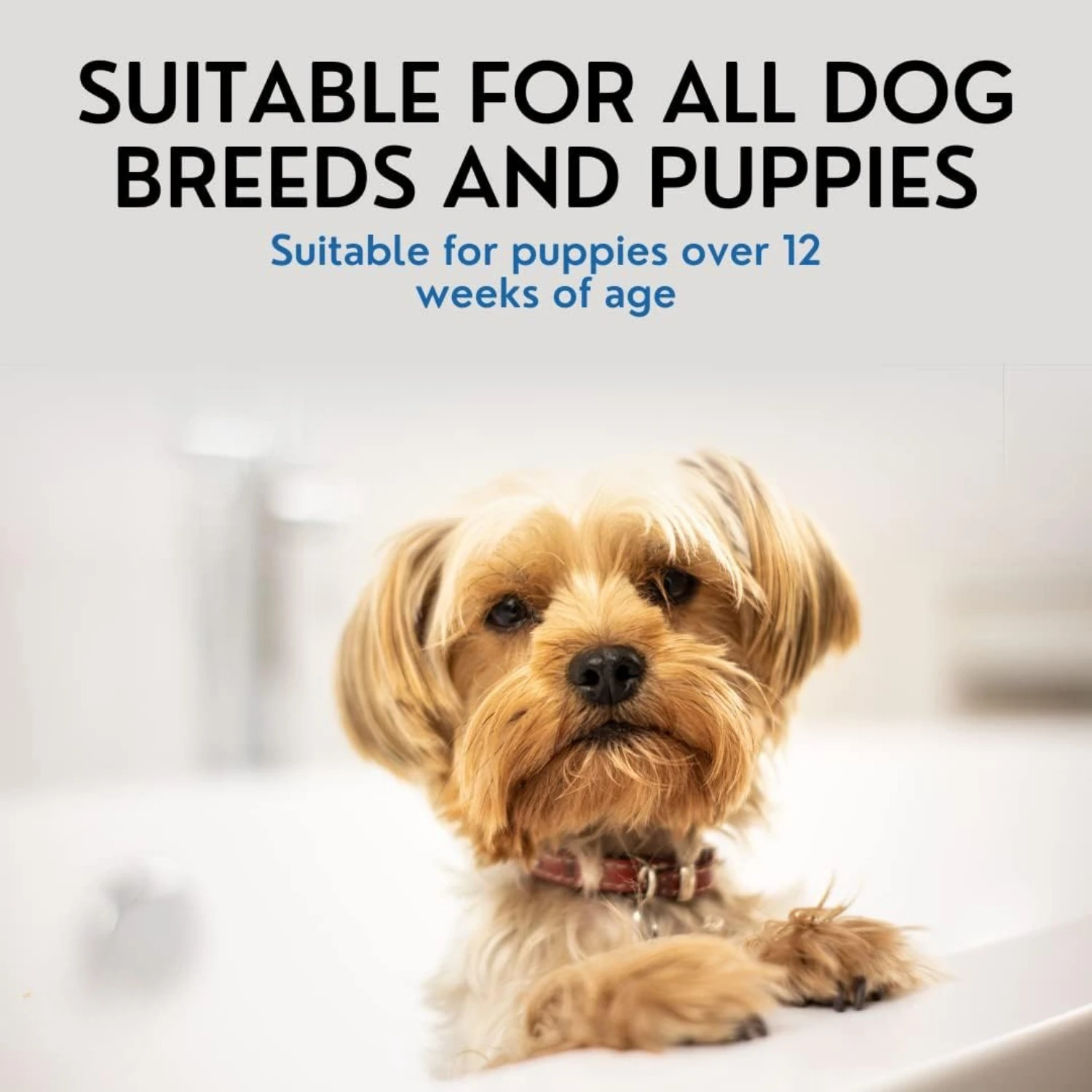 ATUBAN 16 floz 5 in 1 Dog Shampoo for Itchy Skin - Sensitive Skin Dog Shampoo for Smelly Dogs - Dog Shampoos & Conditioners - Image 3