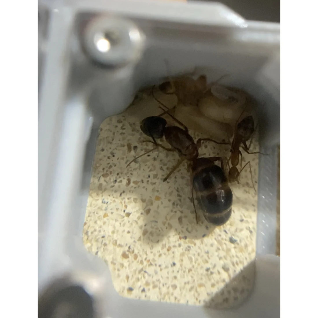 【Truck】Ant Farm for Ants keeper Anthill Ant Nest for New Ant Queen and Small Ant Colony , Beginner Starter Birthday Toy - Image 6