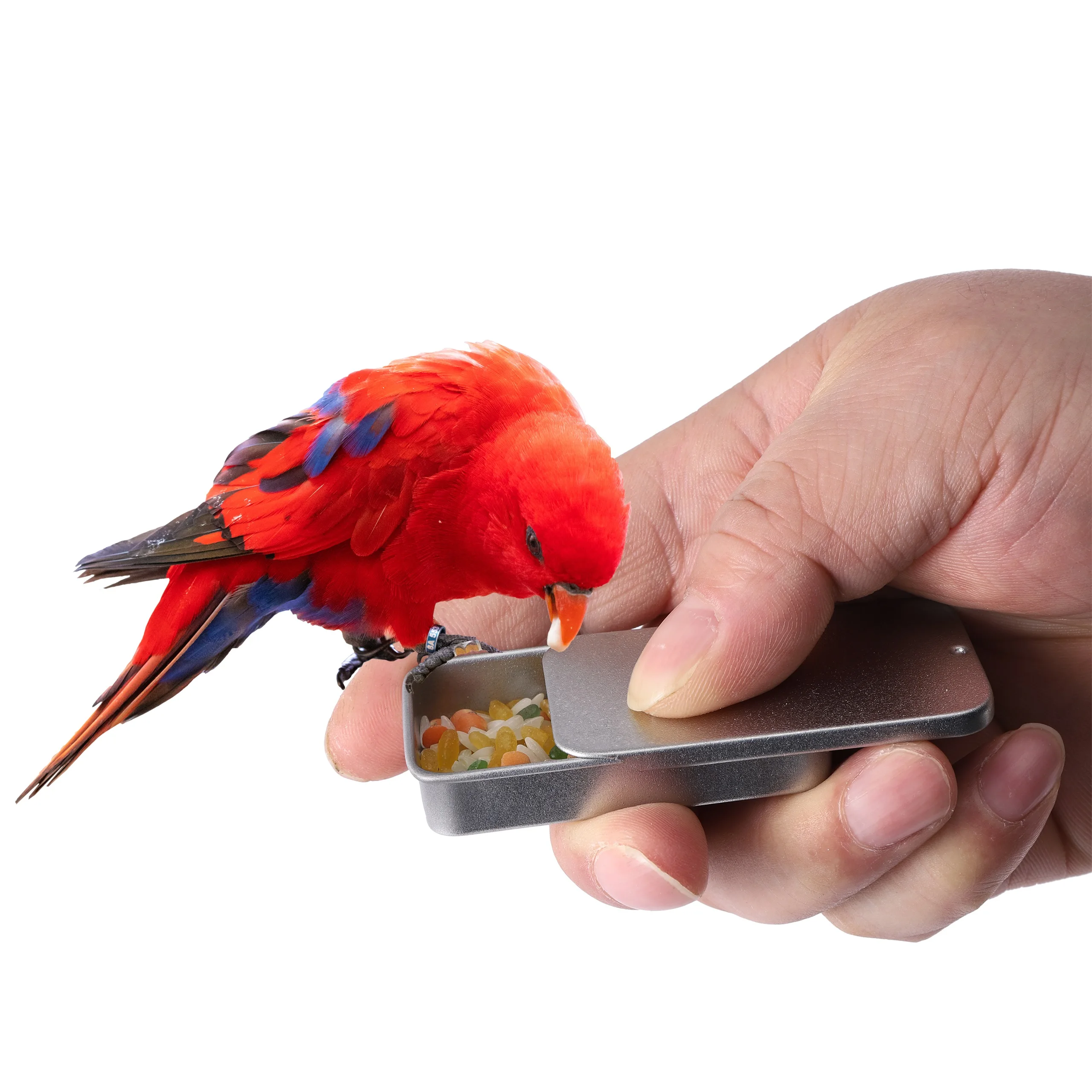 Bird Training Food Jar Parrot Hand-held Feeder Bird IQ Growth Training Tools Interactive Toys Mini Tank for Bird Feeding - Image 5