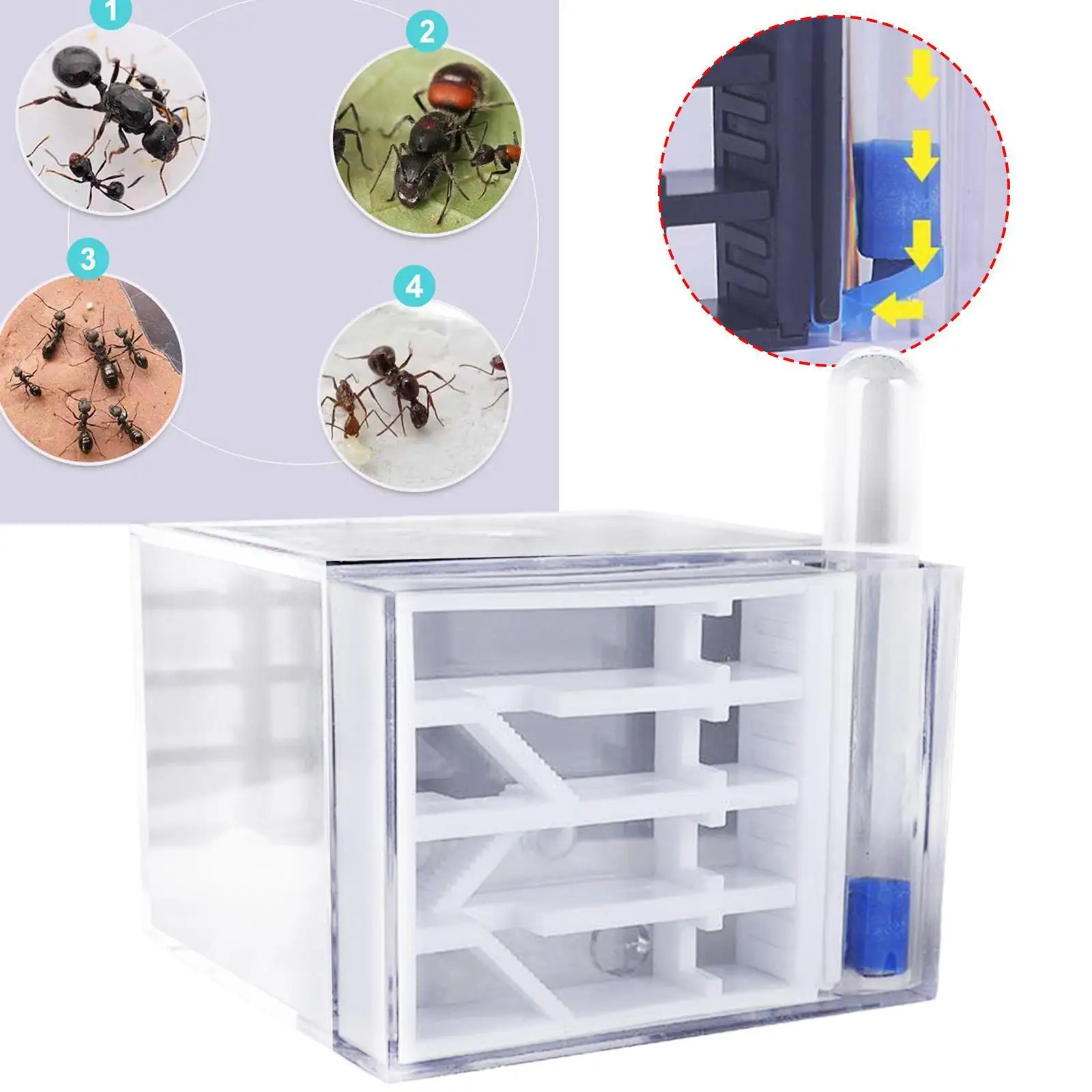 ANT Farm DIY Supplies Funny Toys Study ANT Habitat ANT Nest for Childrens Day Gift Decoration Tabletop Science Observation - Image 4