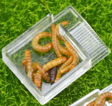 ant farm food feeder,food feeding area for ant nest ,ant farm acryl or insect nests villa pet mania for house ants - Image 2