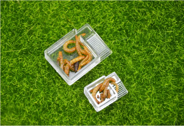 ant farm food feeder,food feeding area for ant nest ,ant farm acryl or insect nests villa pet mania for house ants