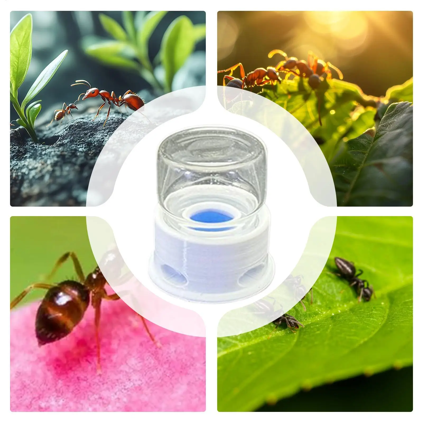 Ant Feeder Crickets Water Station Anti-Drowning Transparent Drinking Feeder for Ant Bee Crickets Home Classroom Outdoors - Image 5
