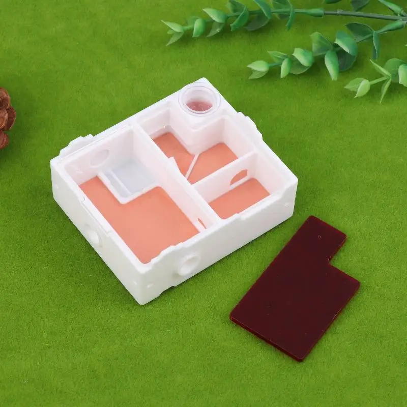 Ideal for Beginners: Ant Observation Kit Containing Flat Ant Farm, Small Ant Species and A Nesting House for Queen Ant. - Image 5
