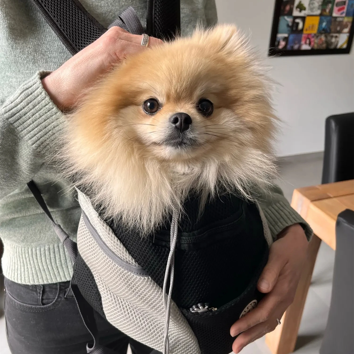 Pet Backpack Portable Portable dog Double Shoulder bag Outdoor Travel cat Carrier Bag Pet Dog Front Bag Mesh Backpack - Image 3