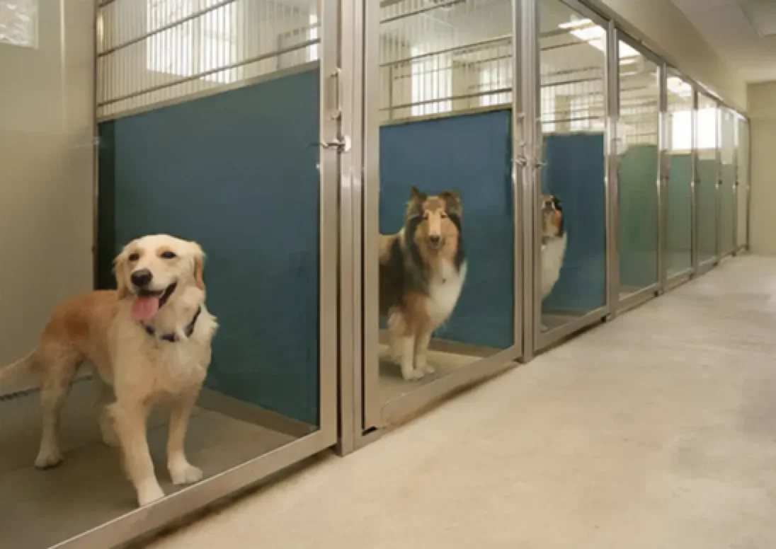 Dog Pet Animal Cages Veterinary Kennel Dog Kennels Large Outdoor Weather Proof - Image 4