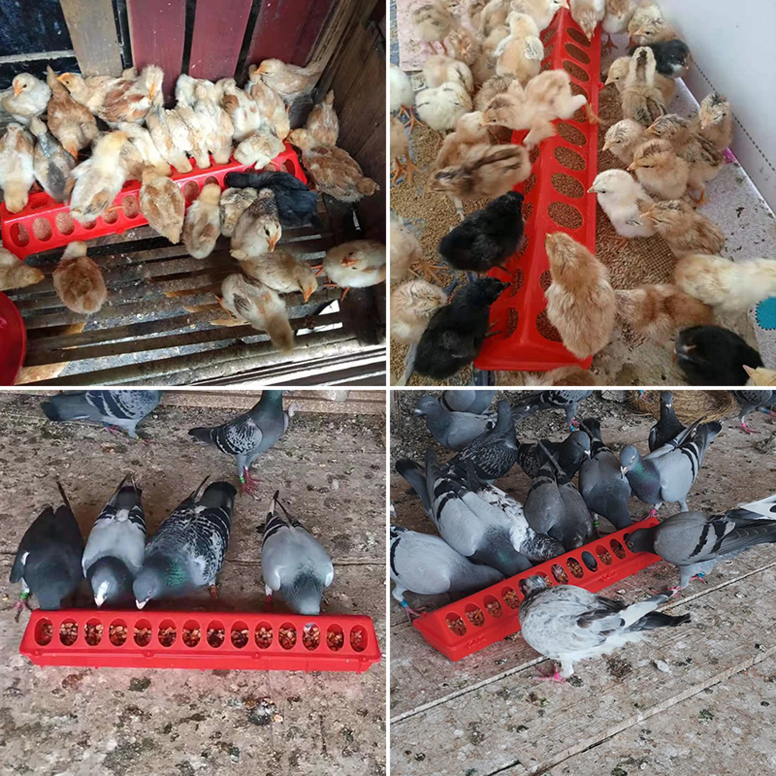 Plastic Flip-Top Poultry Bird Feeder Ground Chicken Bird Feeder Trough Pheasant feeding bucket Quality Chick 20/30/40/50cm - Image 3